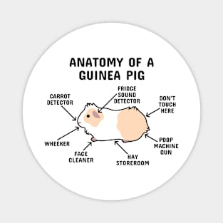 Anatomy of a Guinea Pig: Yellow and White Abyssinian (Black Text) Magnet
